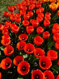 Tulipán 'Oranjezon' - Darwin hybridy (Tulipa)