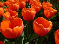 Tulipán 'Oranjezon' - Darwin hybridy (Tulipa)
