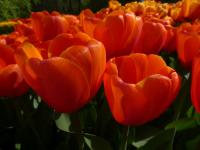 Tulipán 'Oranjezon' - Darwin hybridy (Tulipa)
