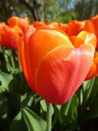 Tulipán 'Oranjezon' - Darwin hybridy (Tulipa)