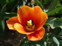 Tulipán 'Jimmy' - Triumph tulipány (Tulipa)