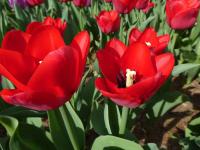 Tulipán 'Ile de France' - Triumph tulipány (Tulipa)