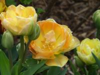 Tulipán 'Orange Angelique' - Plné pozdní tulipány (Tulipa)