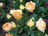 Tulipán 'Orange Angelique' - Plné pozdní tulipány (Tulipa)