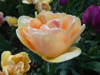 Tulipán 'Orange Angelique' - Plné pozdní tulipány (Tulipa)