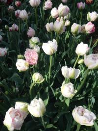 Tulipán 'Finola' - Plné pozdní tulipány (Tulipa)