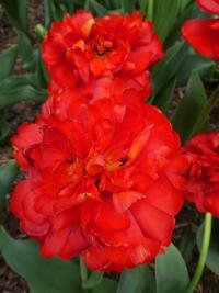 Tulipán 'Miranda' - Plné pozdní tulipány (Tulipa)