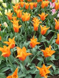 Tulipán 'Ballerina' - Liliokvěté tulipány (Tulipa)