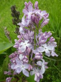 Šeřík obecný 'Ambassadeur' (Syringa vulgaris)