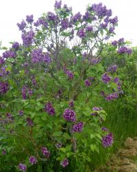 Šeřík obecný 'Izobilie' (Syringa vulgaris)