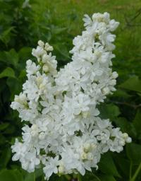 Šeřík obecný 'John Kennedy' (Syringa vulgaris)