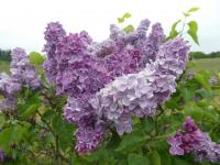Šeřík obecný 'Kosmos' (Syringa vulgaris)