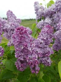 Šeřík obecný 'Kosmos' (Syringa vulgaris)