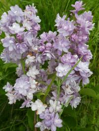 Šeřík obecný 'Leon Gambetta' (Syringa vulgaris)