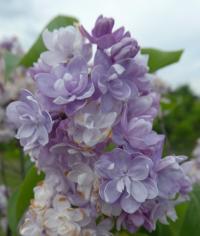 Šeřík obecný 'Leon Gambetta' (Syringa vulgaris)