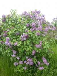 Šeřík obecný 'Leon Simon' (Syringa vulgaris)