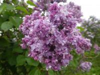 Šeřík obecný 'Leon Simon' (Syringa vulgaris)