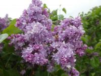 Šeřík obecný 'Leon Simon' (Syringa vulgaris)