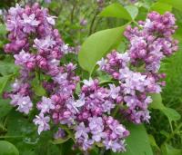 Šeřík obecný 'Leon Simon' (Syringa vulgaris)