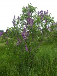Šeřík obecný 'Leonid Kolesnikov' (Syringa vulgaris)