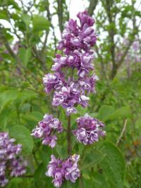 Šeřík obecný 'Leonid Kolesnikov' (Syringa vulgaris)