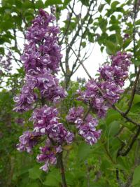Šeřík obecný 'Leonid Kolesnikov' (Syringa vulgaris)