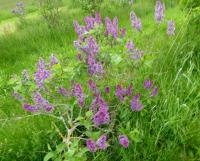 Šeřík obecný 'Leonid Leonov' (Syringa vulgaris)