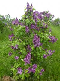 Šeřík obecný 'Madame Edward Harding' (Syringa vulgaris)