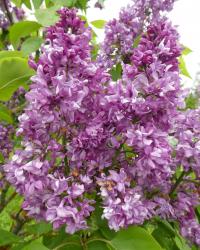 Šeřík obecný 'Madame Edward Harding' (Syringa vulgaris)