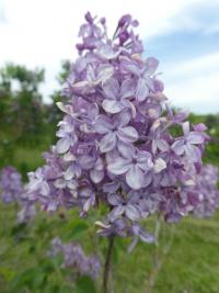 Šeřík obecný 'Madame Leon Simon' (Syringa vulgaris)