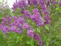 Šeřík obecný 'Mefisto' (Syringa vulgaris)