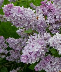Šeřík obecný 'Michel Buchner' (Syringa vulgaris)