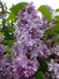 Šeřík obecný 'Michel Buchner' (Syringa vulgaris)
