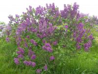 Šeřík obecný 'Mirabeau' (Syringa vulgaris)