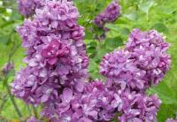 Šeřík obecný 'Ogni Dombassa' (Syringa vulgaris)