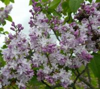 Šeřík obecný 'President Fallieres' (Syringa vulgaris)