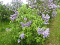 Šeřík obecný 'President Lebrun' (Syringa vulgaris)