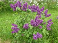 Šeřík obecný 'Robert Hagie' (Syringa vulgaris)