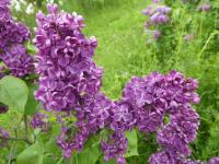 Šeřík obecný 'Robert Hagie' (Syringa vulgaris)
