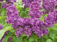 Šeřík obecný 'Robert Hagie' (Syringa vulgaris)