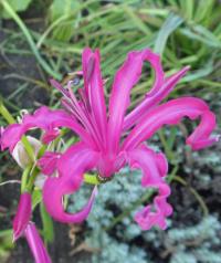 Nerine Bowdenova (Nerine Bowdenii)