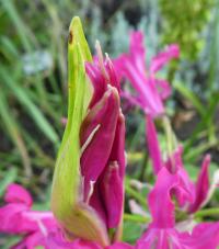 Nerine Bowdenova (Nerine Bowdenii)