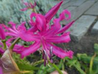 Nerine Bowdenova (Nerine Bowdenii)