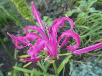 Nerine Bowdenova (Nerine Bowdenii)