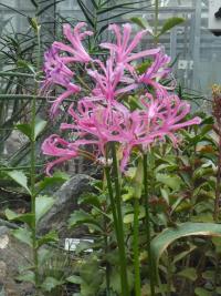 Nerine Bowdenova (Nerine Bowdenii)