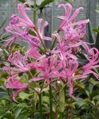 Nerine Bowdenova (Nerine Bowdenii)