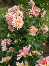 Jiřinka 'Labyrinth' (Dahlia)