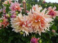 Jiřinka 'Labyrinth' (Dahlia)
