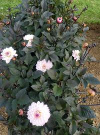 Jiřinka 'Melody Harmony' (Dahlia)