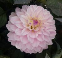 Jiřinka 'Melody Harmony' (Dahlia)